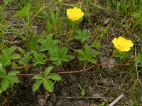 Potentilla reptans 10, Vijfvingerkruid, Saxifraga-Rutger Barendse