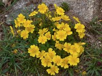 Potentilla reptans 14, Vijfvingerkruid, Saxifraga-Harry Jans  Potentilla reptans