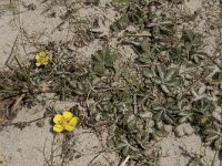 Potentilla reptans 16, Vijfvingerkruid, Saxifraga-Willem van Kruijsbergen