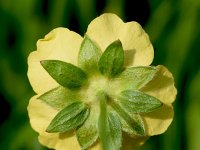 Potentilla reptans 17, Vijfvingerkruid, Saxifraga-Sonja Bouwman