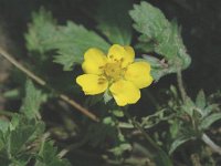 Potentilla reptans 2, Vijfvingerkruid, Saxifraga-Jan van der Straaten