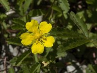 Potentilla reptans 3, Vijfvingerkruid, Saxifrag-Jan van der Straaten