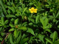 Potentilla reptans 6, Vijfvingerkruid, Saxifraga-Ed Stikvoort