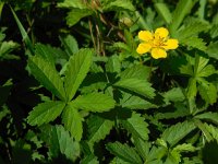 Potentilla reptans 7, Vijfvingerkruid, Saxifraga-Ed Stikvoort