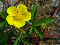 Potentilla reptans 8, Vijfvingerkruid, Saxifraga-Ed Stikvoort