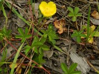 Potentilla reptans 9, Vijfvingerkruid, Saxifraga-Rutger Barendse