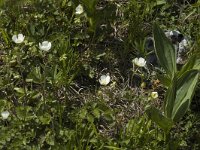 Potentilla rupestris 1, Saxifraga-Jan van der Straaten