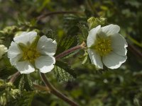 Potentilla rupestris 3, Saxifraga-Jan van der Straaten