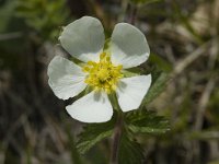 Potentilla rupestris 4, Saxifraga-Jan van der Straaten