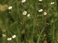 Potentilla rupestris 7, Saxifraga-Bas Klaver