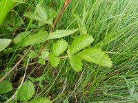 Potentilla rupestris 8, Saxifraga-Rutger Barendse