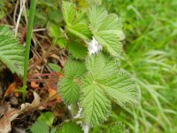 Potentilla rupestris 9, Saxifraga-Rutger Barendse