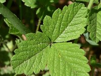 Potentilla sterilis, Barren Strawberry