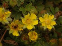 Potentilla verna, Spring Cinquefoil