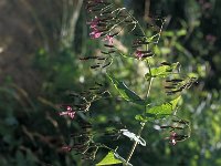 Prenanthes purpurea 12, Saxifraga-Jan van der Straaten