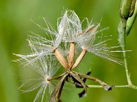 Prenanthes purpurea 8, Saxifraga-Sonja Bouwman  Purpersla - Prenanthes purpurea - Asteraceae familie