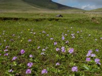 Primula algida 11, Saxifraga-Ed Stikvoort