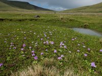 Primula algida 8, Saxifraga-Ed Stikvoort