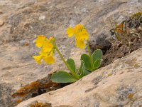 Primula auricula 41, Saxifraga-Luuk Vermeer