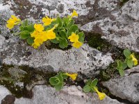 Primula auricula 43, Saxifraga-Luuk Vermeer