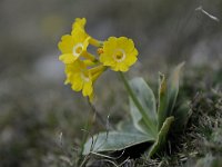 Primula auricula 50, Saxifraga-Luuk Vermeer