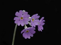 Primula farinosa 34, Saxifraga-Luuk Vermeer