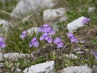 Primula farinosa 36, Saxifraga-Luuk Vermeer