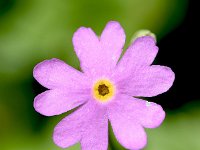 Primula farinosa 44, Saxifraga-Sonja Bouwman  Bird's eye primrose - Primula farinosa - Primulaceae familie; Alp Trider (Zw)