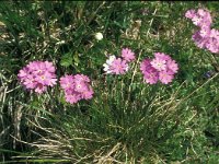 Primula farinosa 51, Saxifraga-Jan van der Straaten