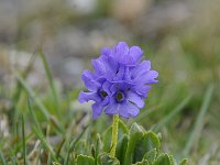 Primula glutinosa 16, Saxifraga-Luuk Vermeer