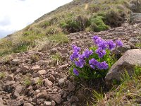 Primula glutinosa 3, Saxifraga-Luuk Vermeer