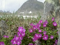 Primula hirsuta 10, Saxifraga-Luuk Vermeer