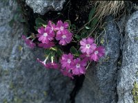 Primula hirsuta 34, Saxifraga-Jan van der Straaten