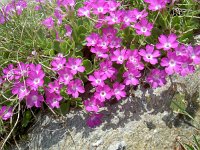 Primula hirsuta 8. Saxifraga-Luuk Vermeer