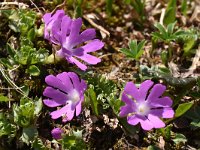 Primula minima 23, Saxifraga-Harry Jans