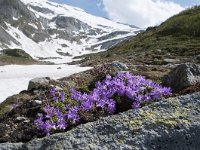 Primula minima 27, Saxifraga-Luuk Vermeer