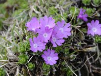 Primula minima 41, Saxifraga-Luuk Vermeer