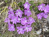 Primula minima 43, Saxifraga-Luuk Vermeer