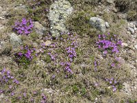 Primula minima 45, Saxifraga-Luuk Vermeer