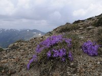 Primula minima 48, Saxifraga-Luuk Vermeer