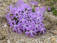 Primula minima 49, Saxifraga-Luuk Vermeer