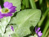 Primula scotica