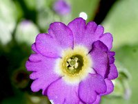 Primula scotica 3, Saxifraga-Sonja Bouwman   Schotse sleutelbloem - Primula scotica - Primulaceae familie