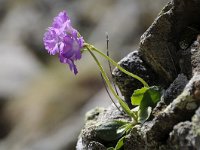 Primula villosa