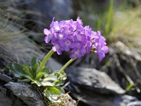 Primula villosa 11, Saxifraga-Luuk Vermeer