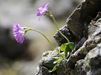 Primula villosa 2, Saxifraga-Luuk Vermeer