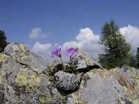 Primula villosa 4, Saxifraga-Luuk Vermeer