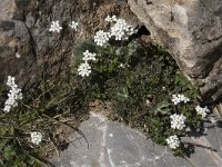 Pritzelago alpina 21, Saxifraga-Willem van Kruijsbergen