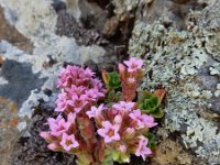 Prometheum pilosum 2, Saxifraga-Ed Stikvoort