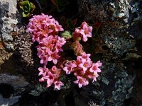 Prometheum pilosum 3, Saxifraga-Ed Stikvoort